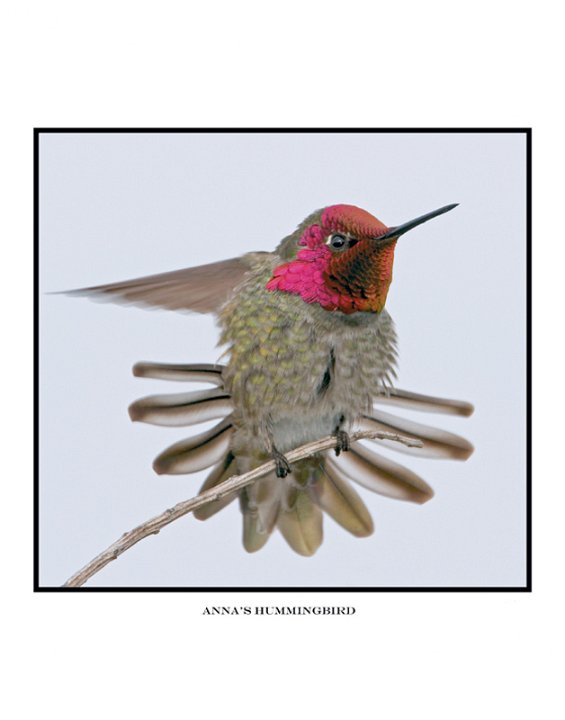 4426 annas hummingbird .jpg
